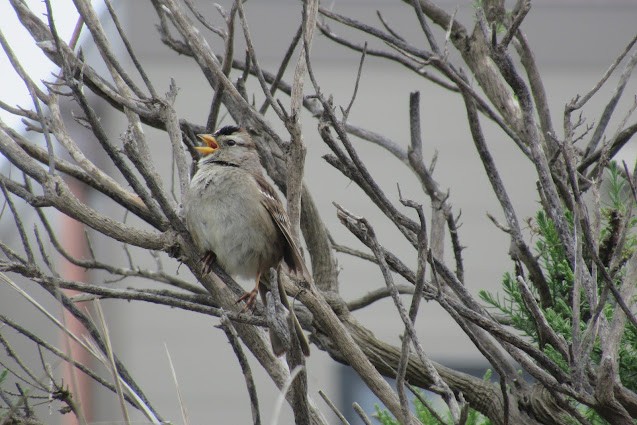 White-crowned Sparrow - Marcus Stephens