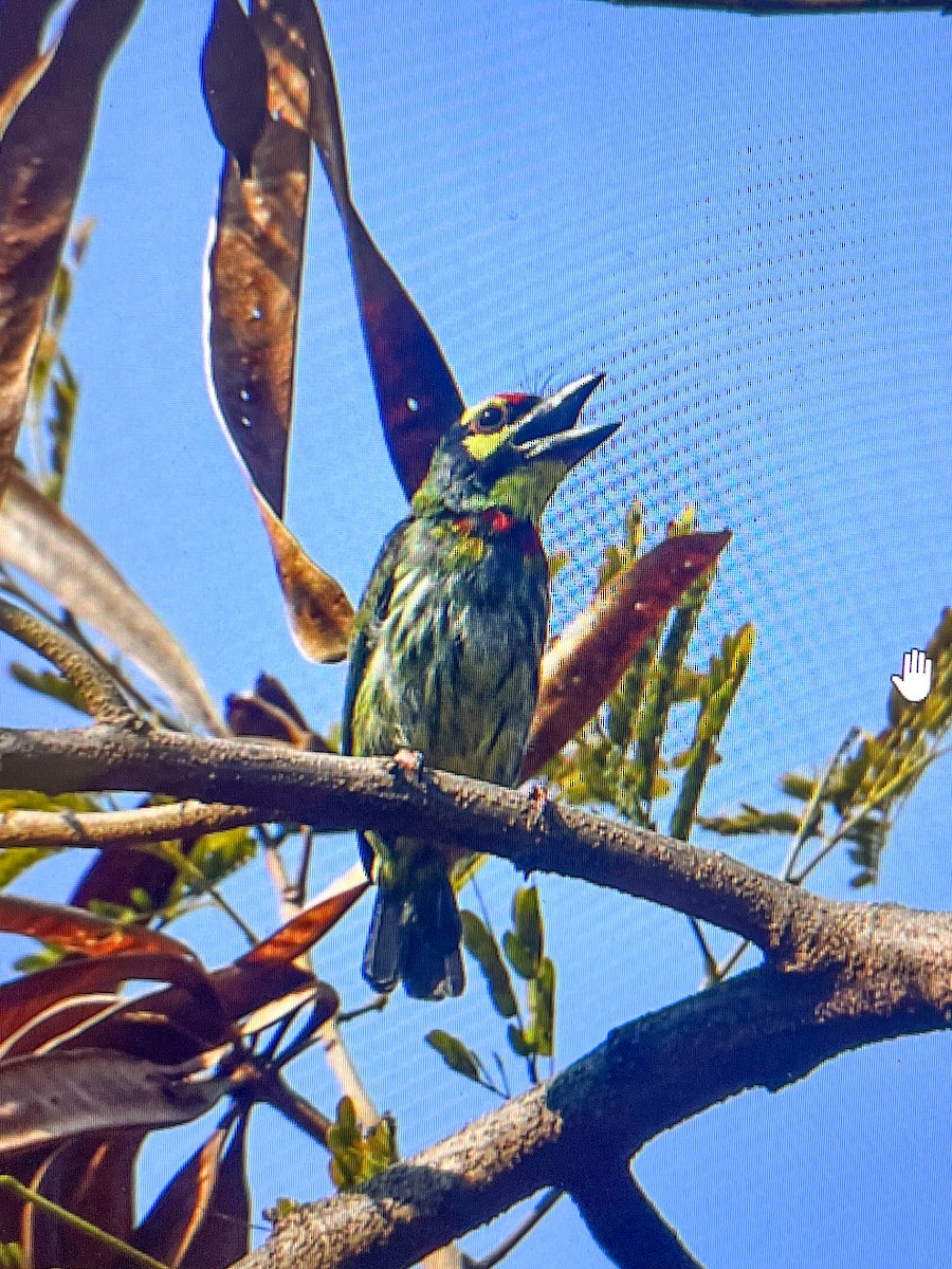 Coppersmith Barbet - Mohan Shenoy