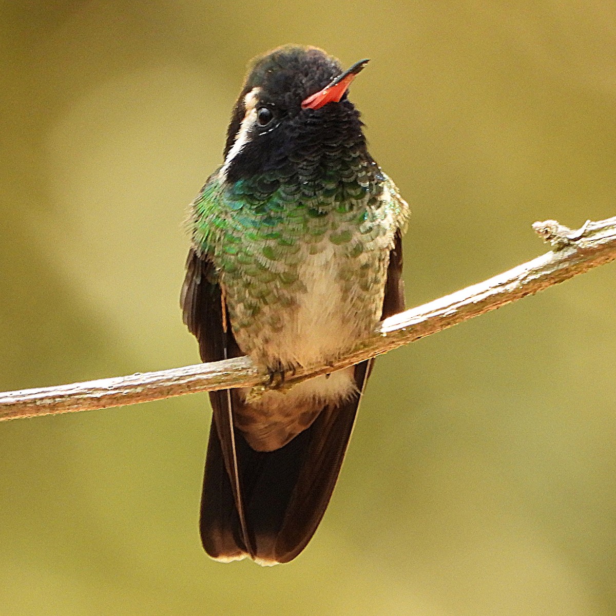 White-eared Hummingbird - ML619015853