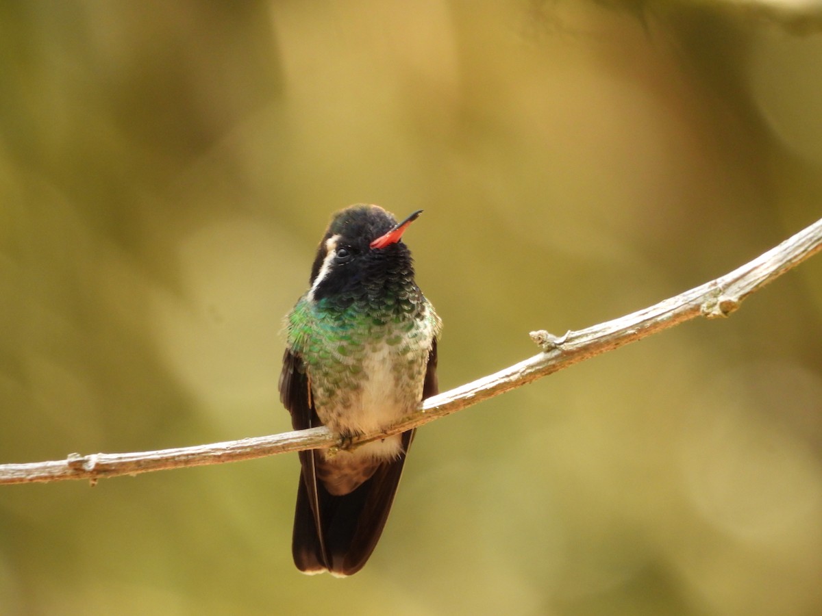 White-eared Hummingbird - ML619015854