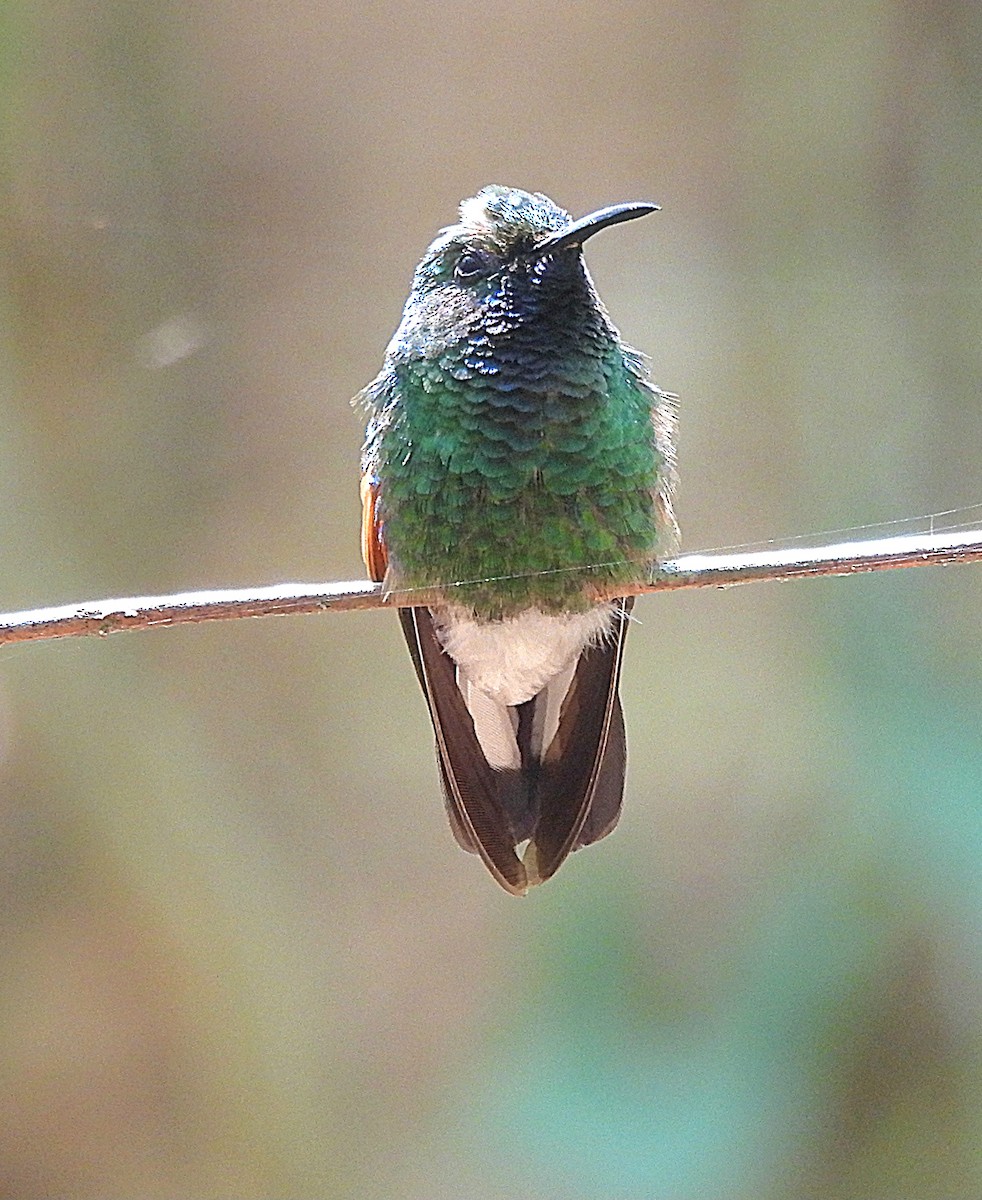 Stripe-tailed Hummingbird - Marvin frabricio Rivera González