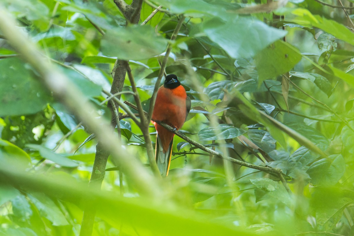 trogon zlatohřbetý - ML619015880