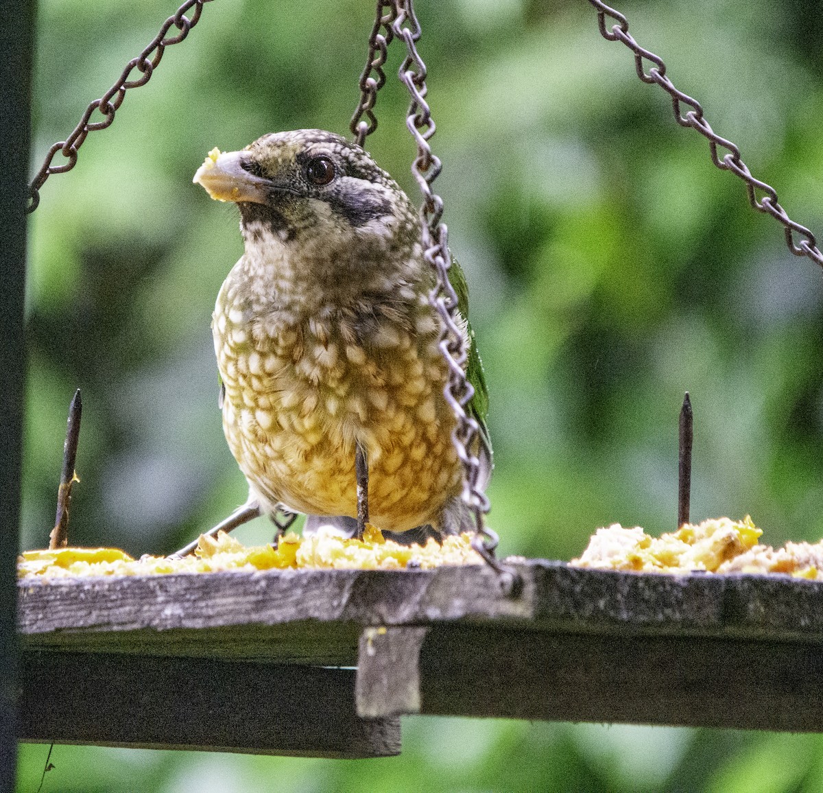 Spotted Catbird - ML619015886