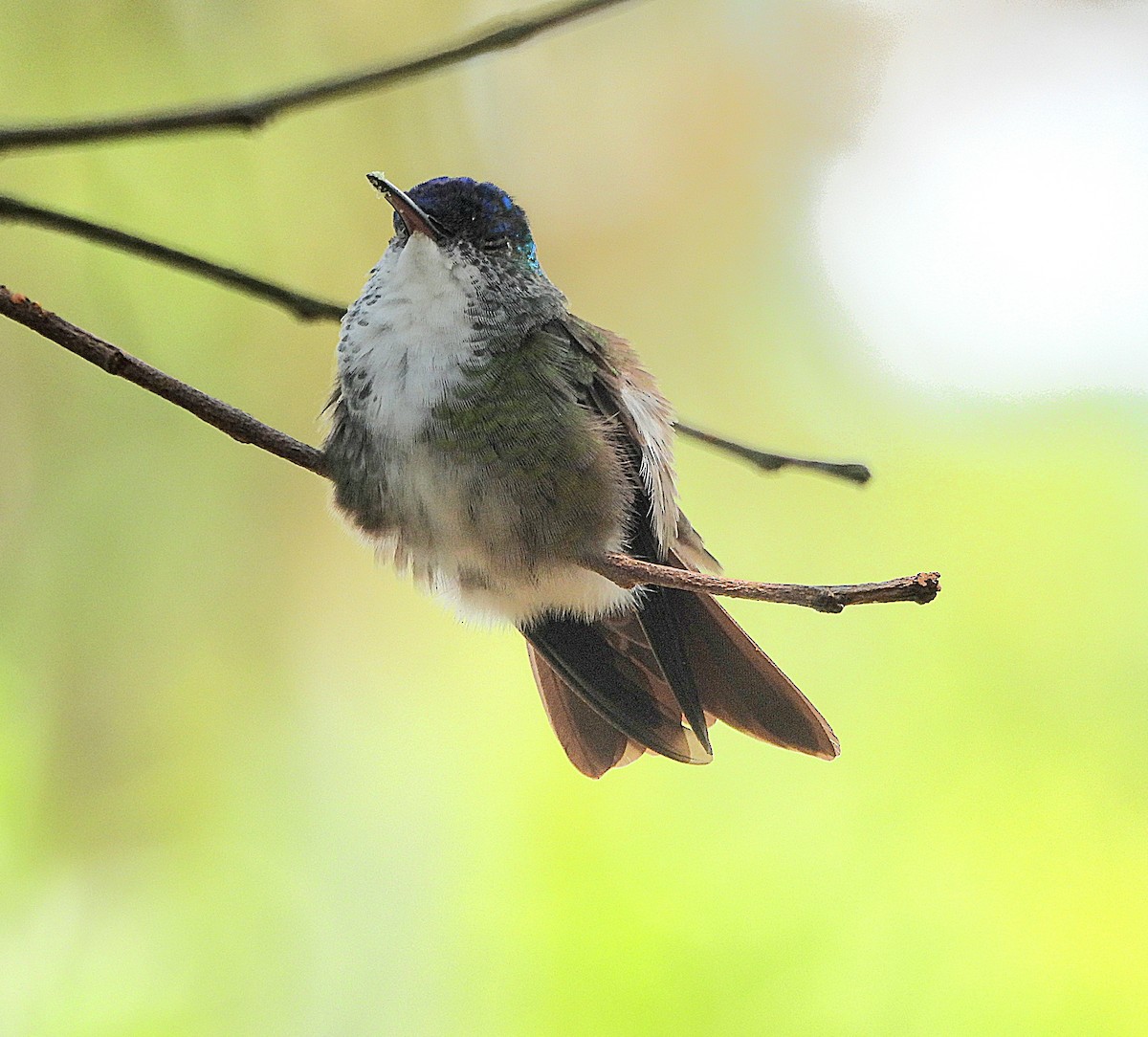 Azure-crowned Hummingbird - Marvin frabricio Rivera González