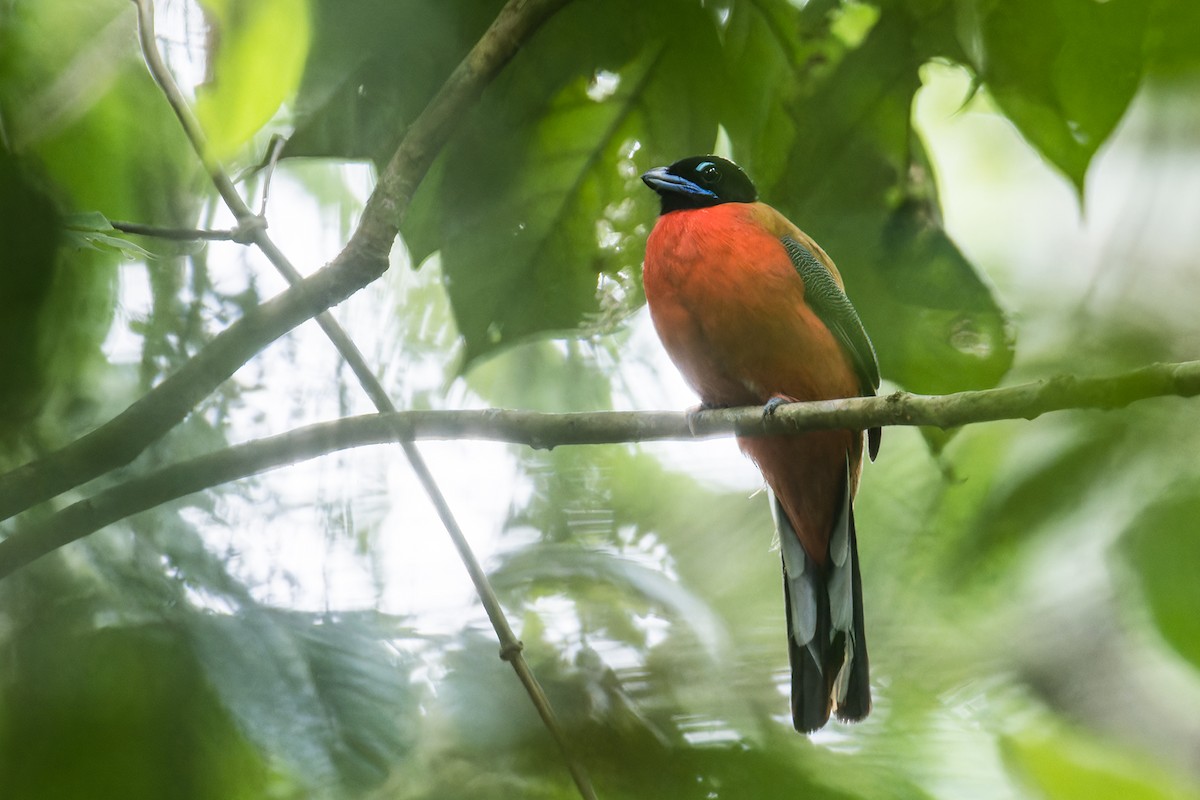 Zimtbürzeltrogon - ML619015895