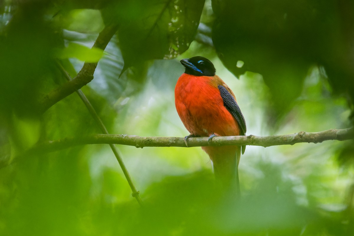 Cinnamon-rumped Trogon - Wich’yanan Limparungpatthanakij