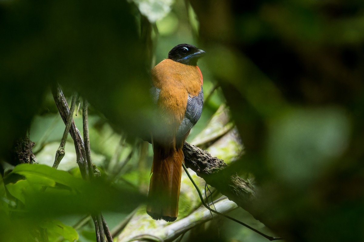 Trogon cannelle - ML619015897