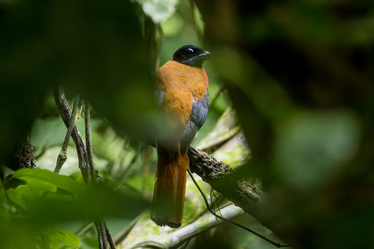 trogon zlatohřbetý - ML619015897