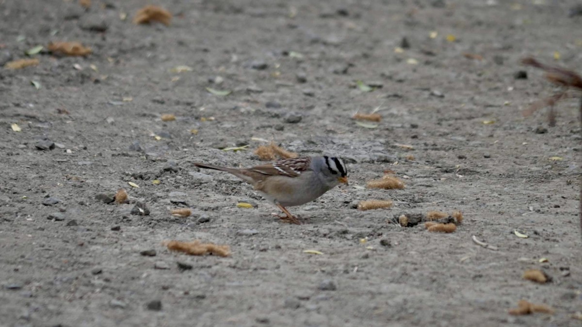 White-crowned Sparrow - Angela Li