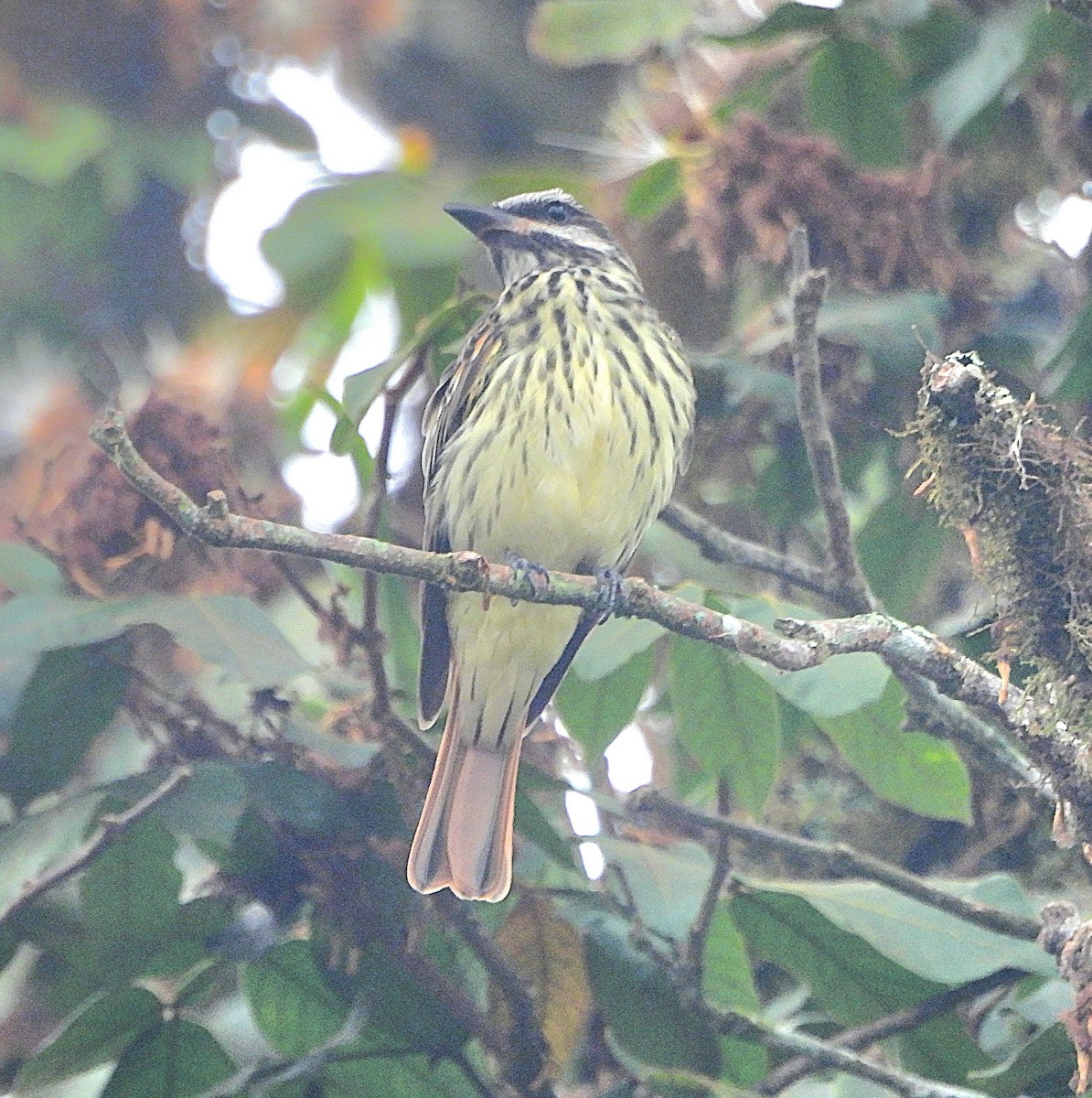 Sulphur-bellied Flycatcher - ML619015945