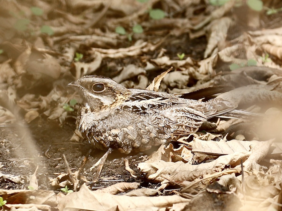 Indian Nightjar - Mark  Hogarth