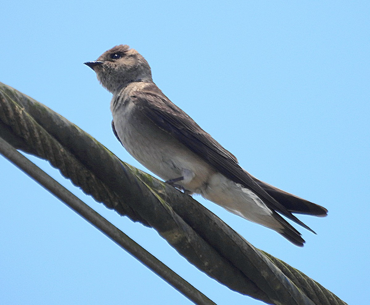 Northern Rough-winged Swallow - Marvin frabricio Rivera González