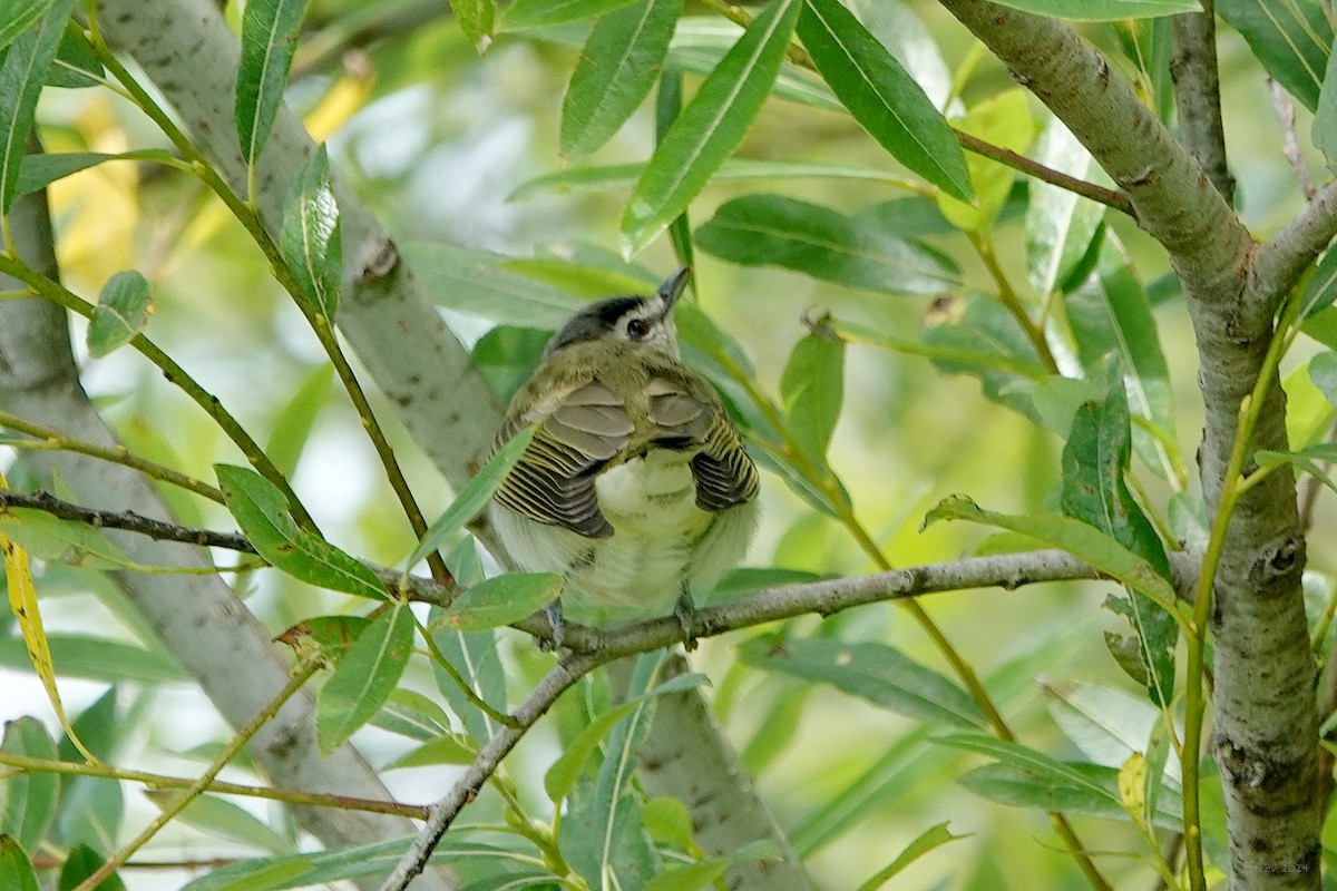 Vireo Ojirrojo - ML619015981