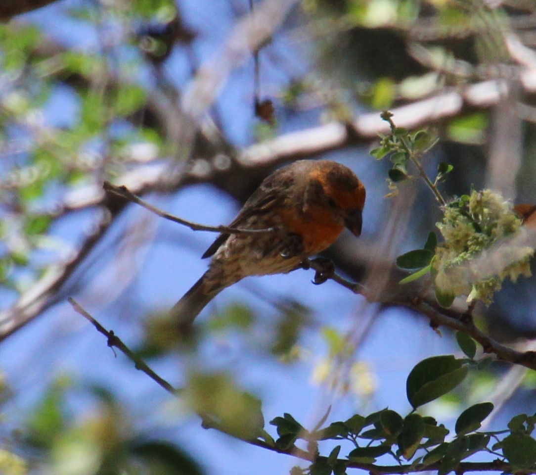 House Finch - Leticia Gutierrez