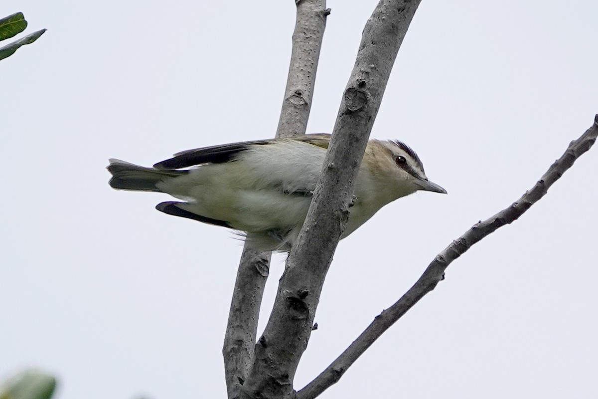 Red-eyed Vireo - Steve Neely