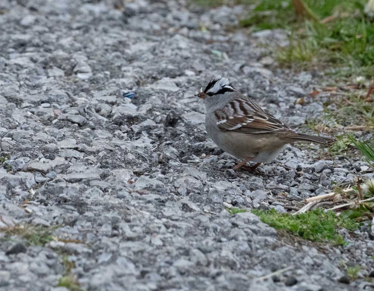 White-crowned Sparrow - ML619016028