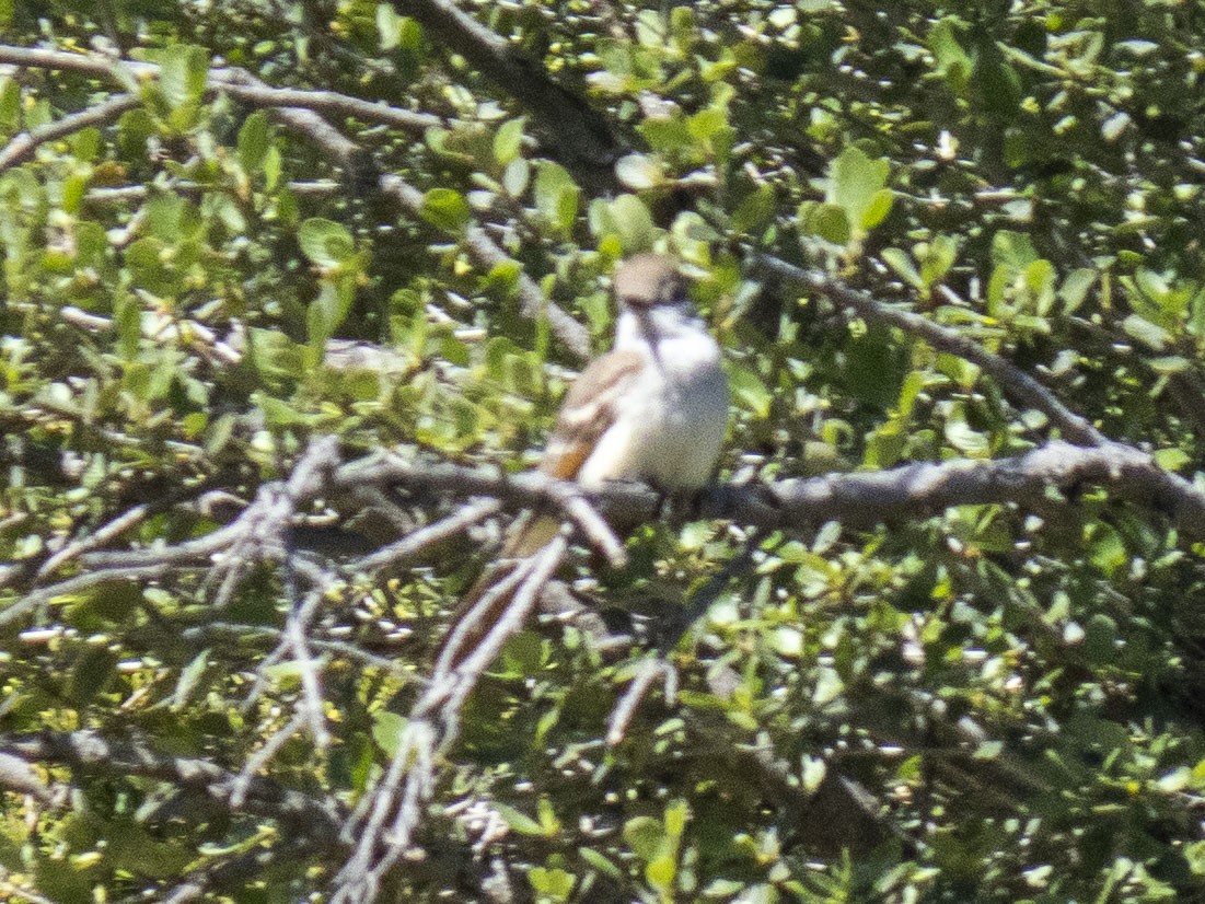 Ash-throated Flycatcher - ML619016076