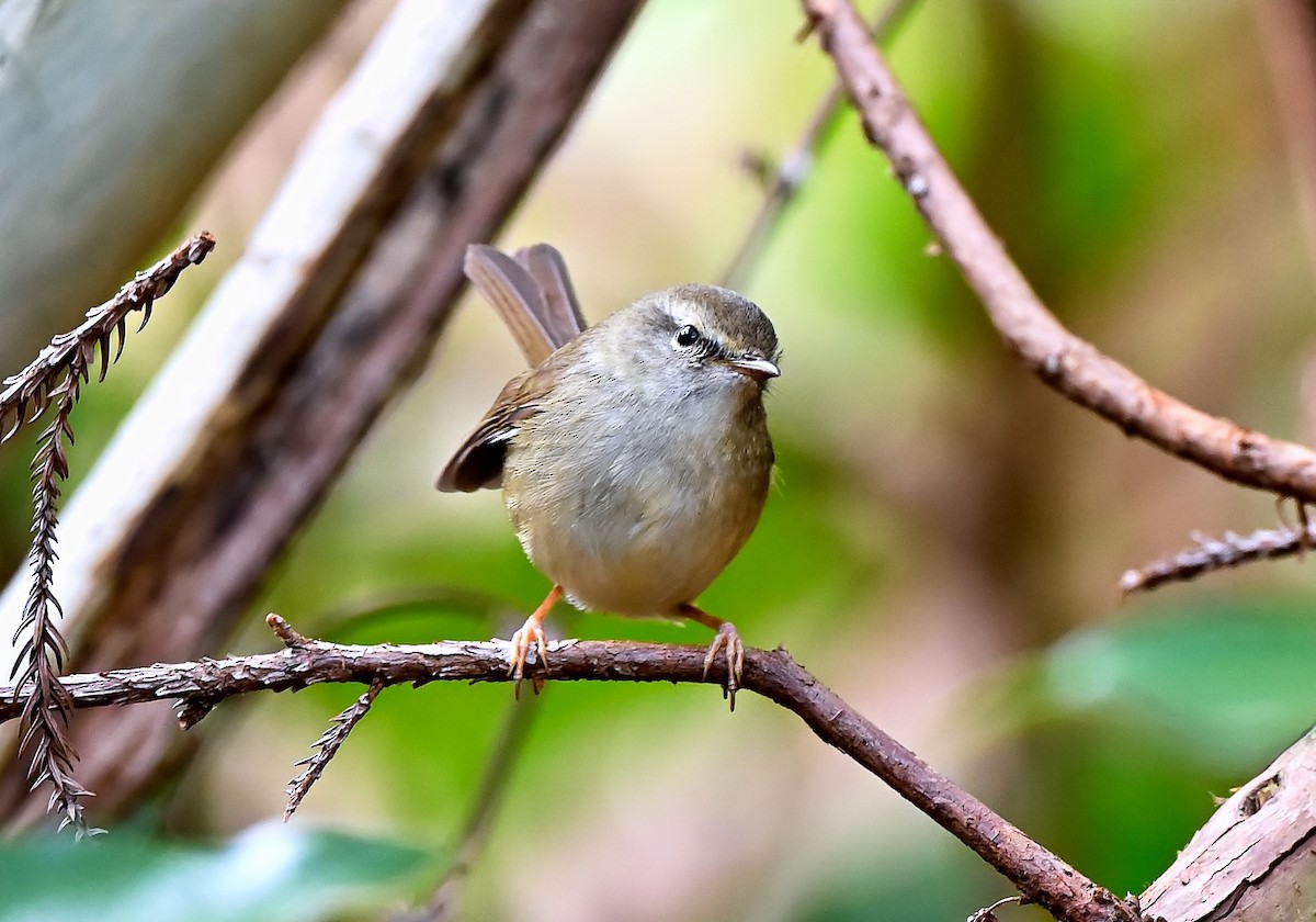 Japanese Bush Warbler - Anonymous