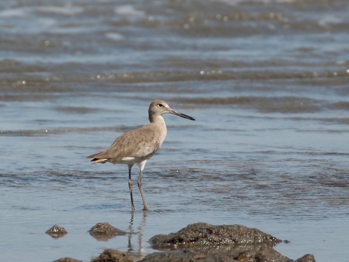 Willet - ML619016106