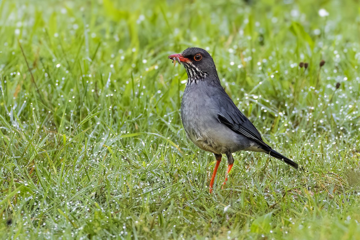 Eastern Red-legged Thrush - ML619016120