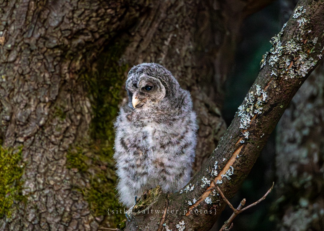 Barred Owl - Antaya Schneider