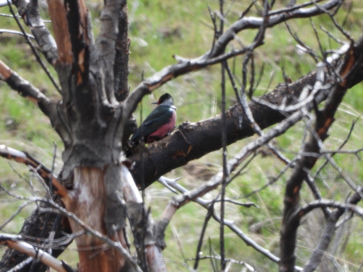 Lewis's Woodpecker - ML619016132