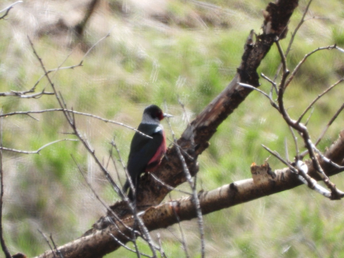 Lewis's Woodpecker - Sara Masuda