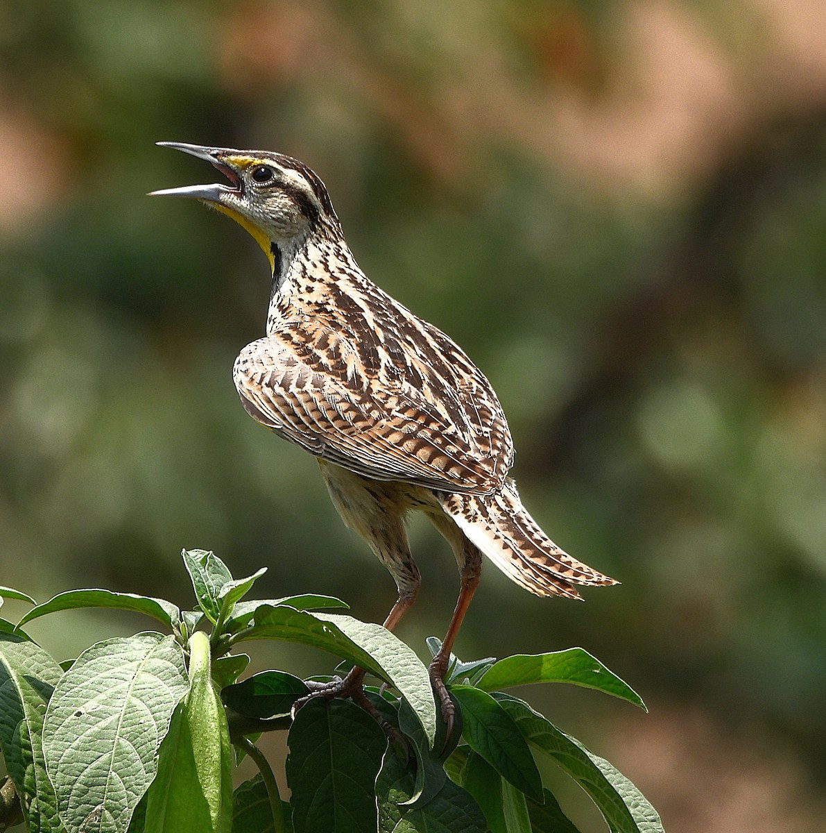 Eastern Meadowlark - ML619016245