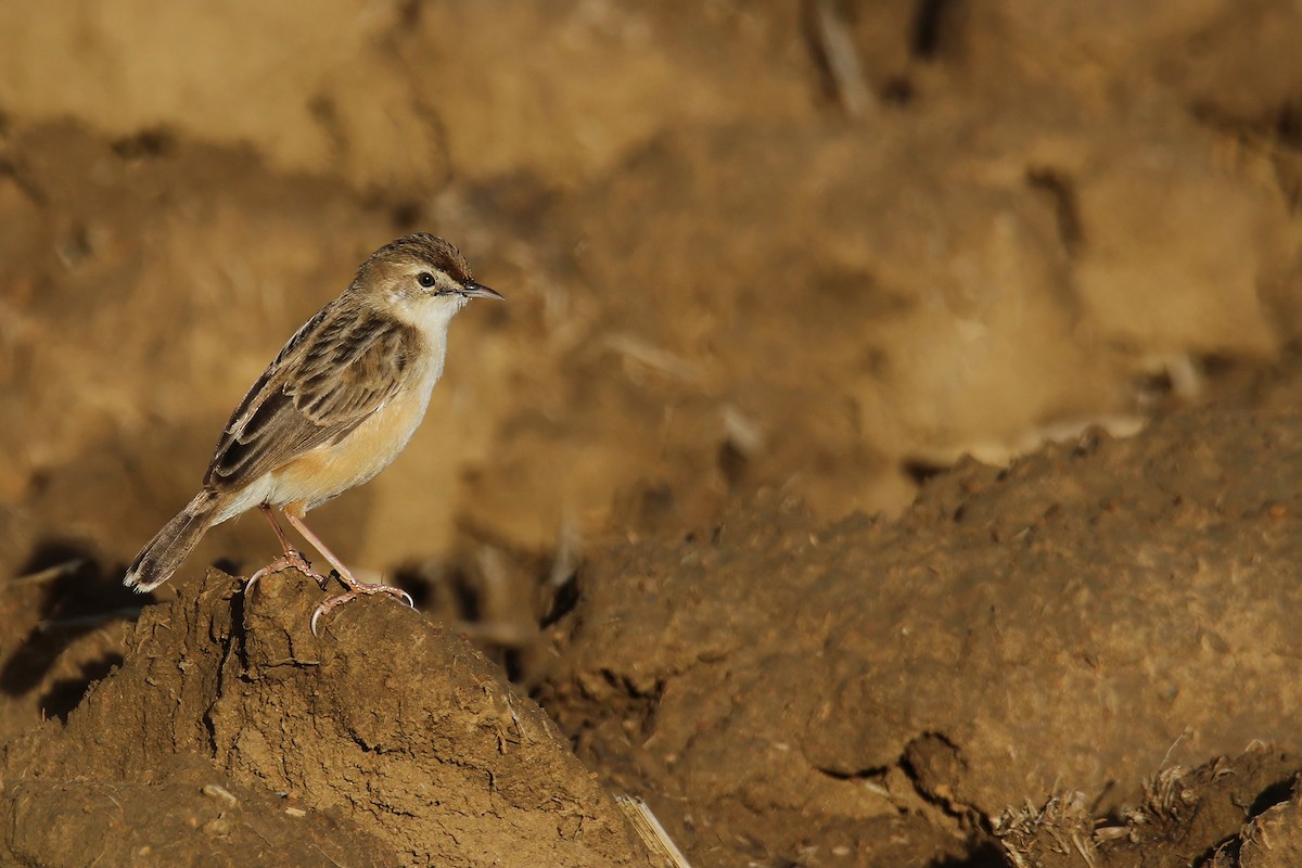 Zitting Cisticola (Double Zitting) - Jens Toettrup