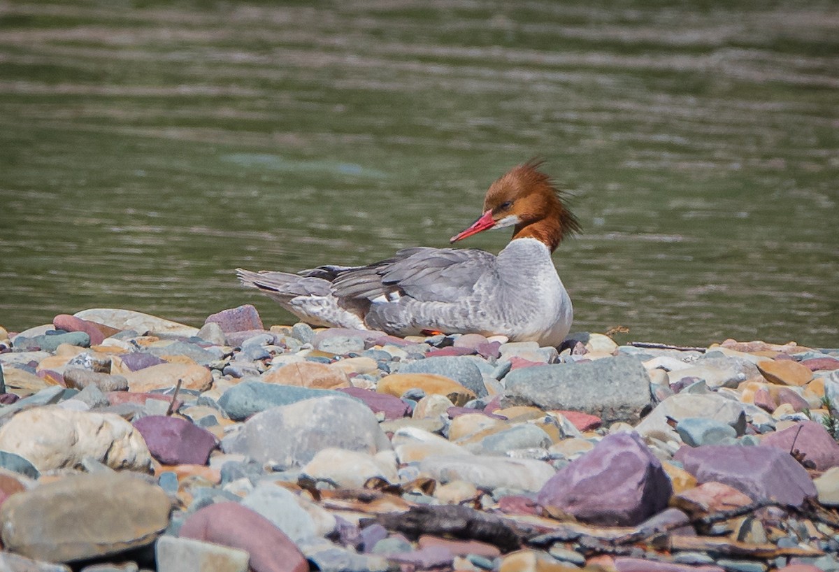 Common Merganser - ML619016290