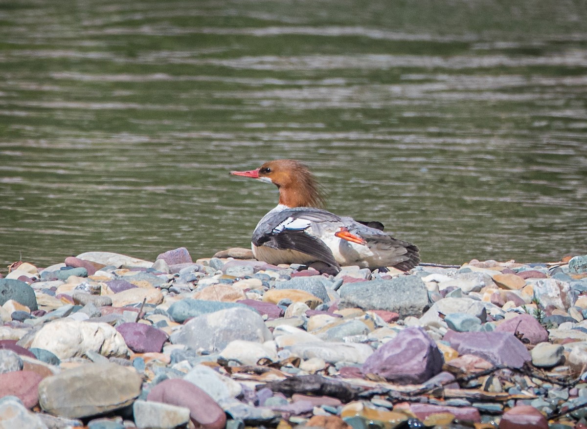 Common Merganser - bj worth