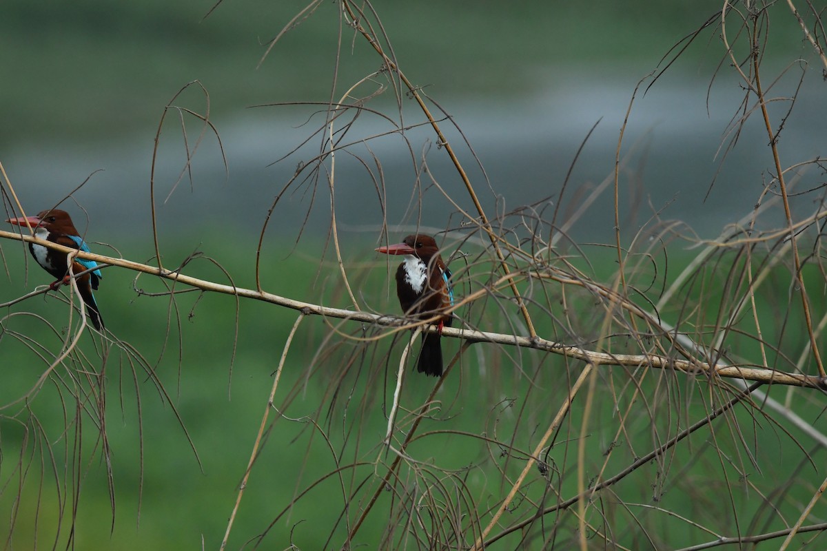 White-throated Kingfisher - Franklein Pankiraj