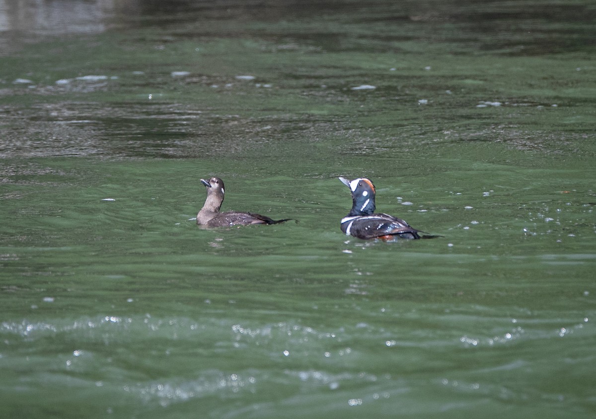 Harlequin Duck - ML619016303