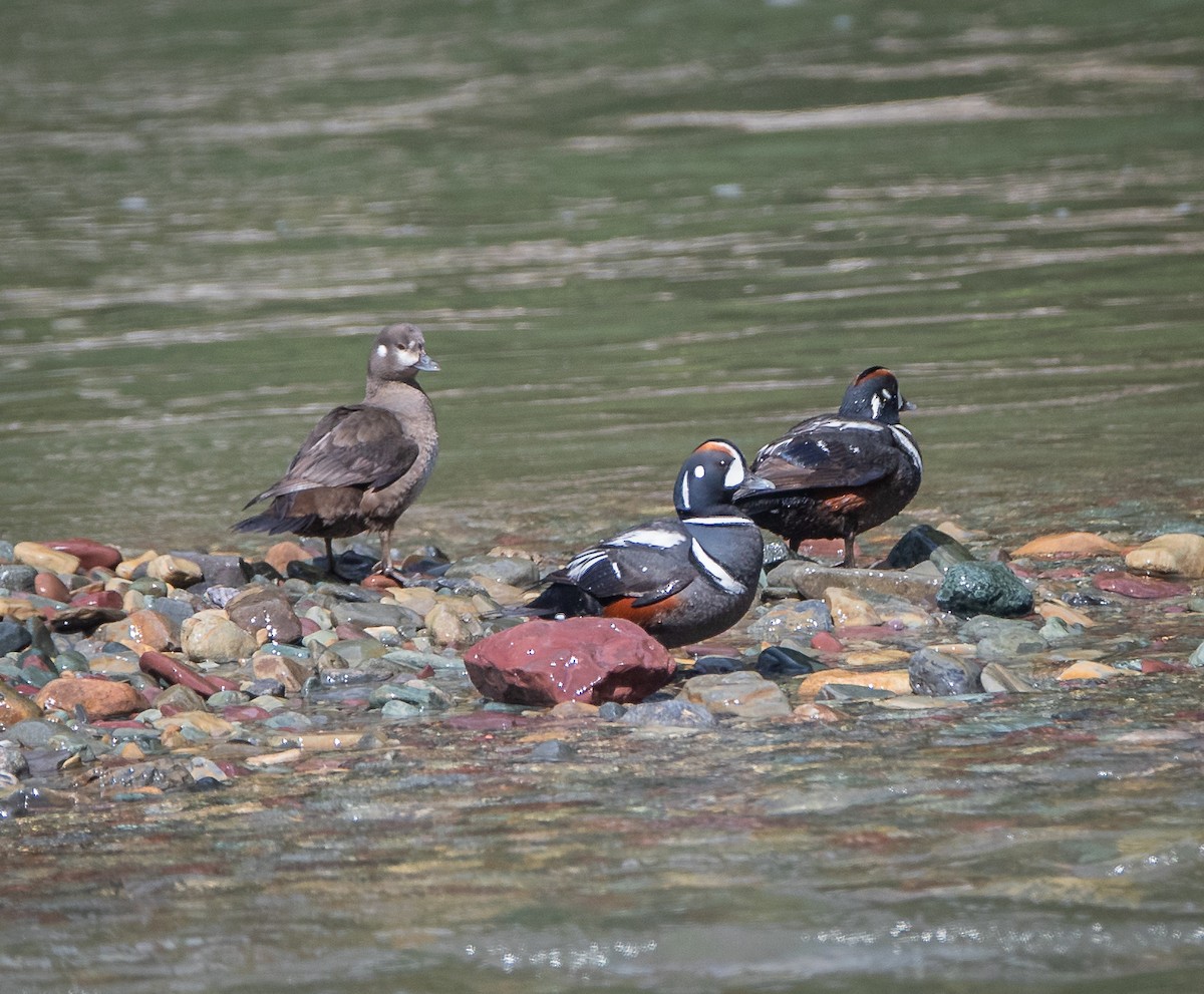 Harlequin Duck - ML619016304