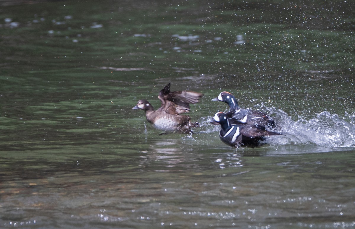 Harlequin Duck - ML619016309