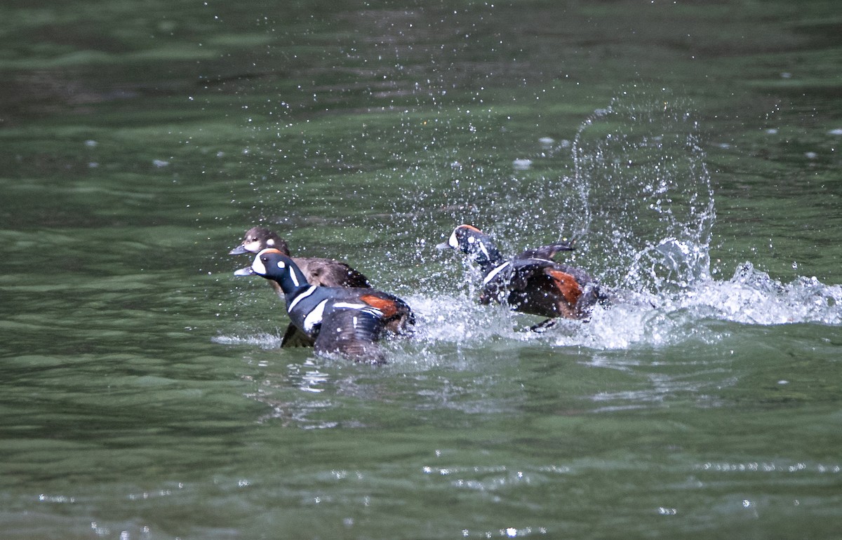 Harlequin Duck - ML619016310