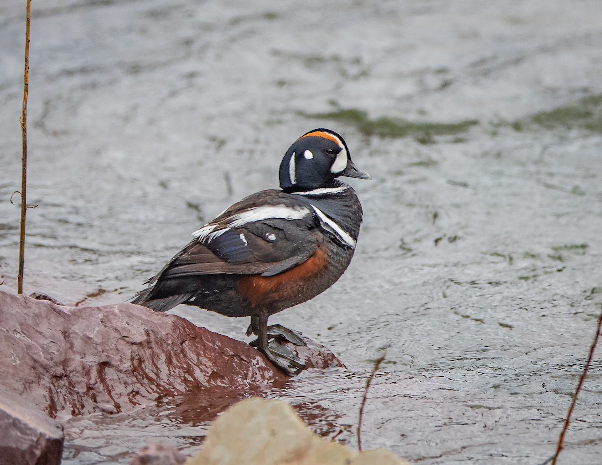 Pato Arlequín - ML619016312