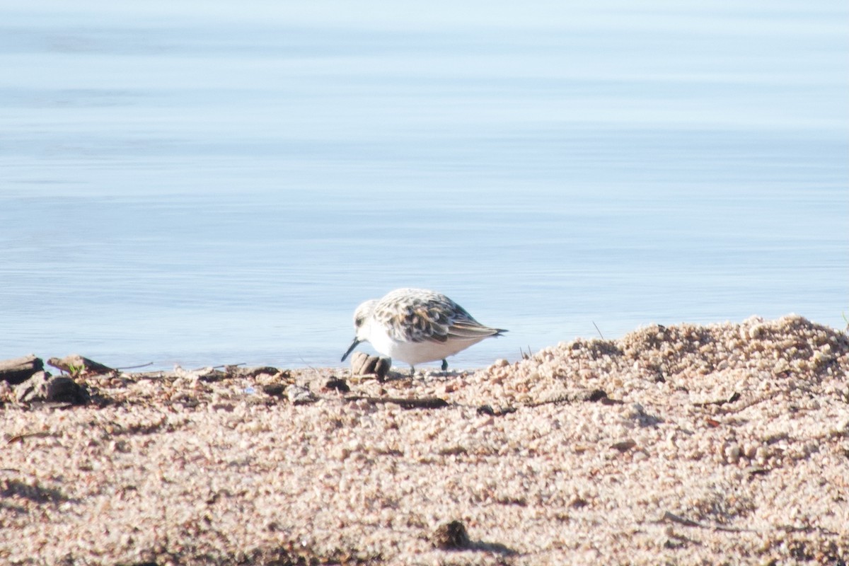 Sanderling - ML619016335