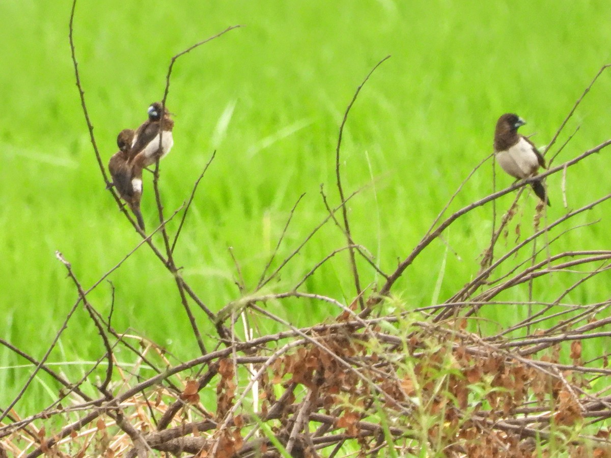 White-rumped Munia - Warren Regelmann