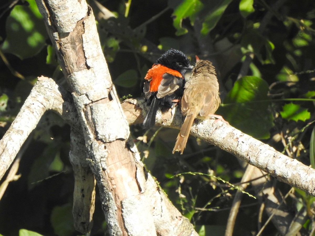 Red-backed Fairywren - ML619016349