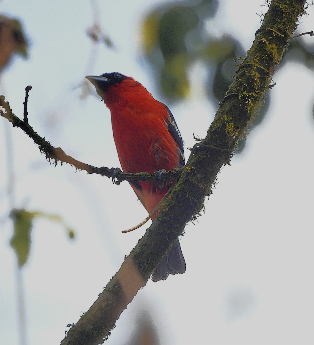 White-winged Tanager - Marvin frabricio Rivera González