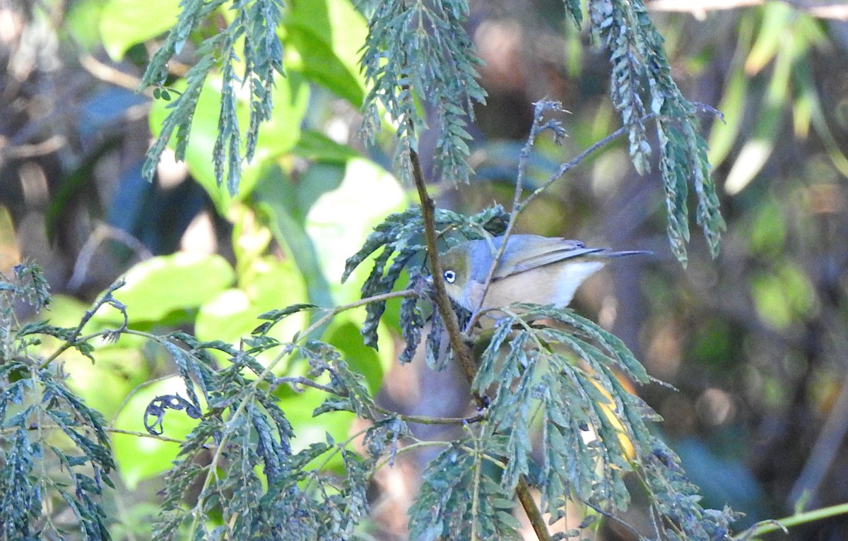 Silvereye - Marie Tarrant