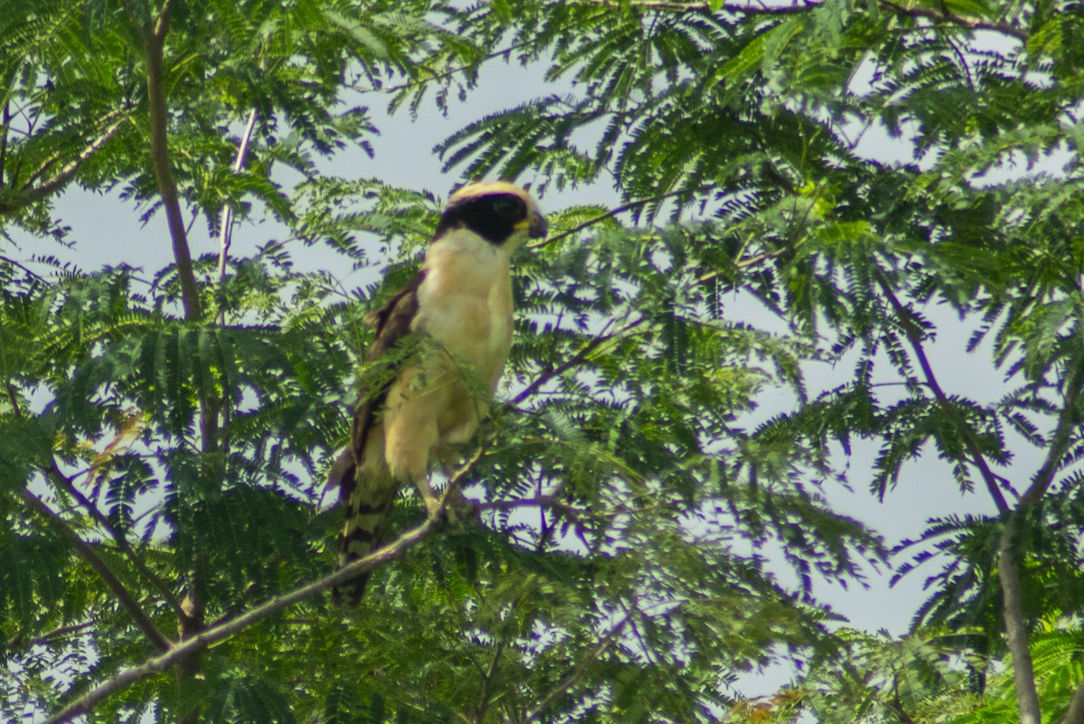 Laughing Falcon - Christian Carmona - CACIQUE BIRDING