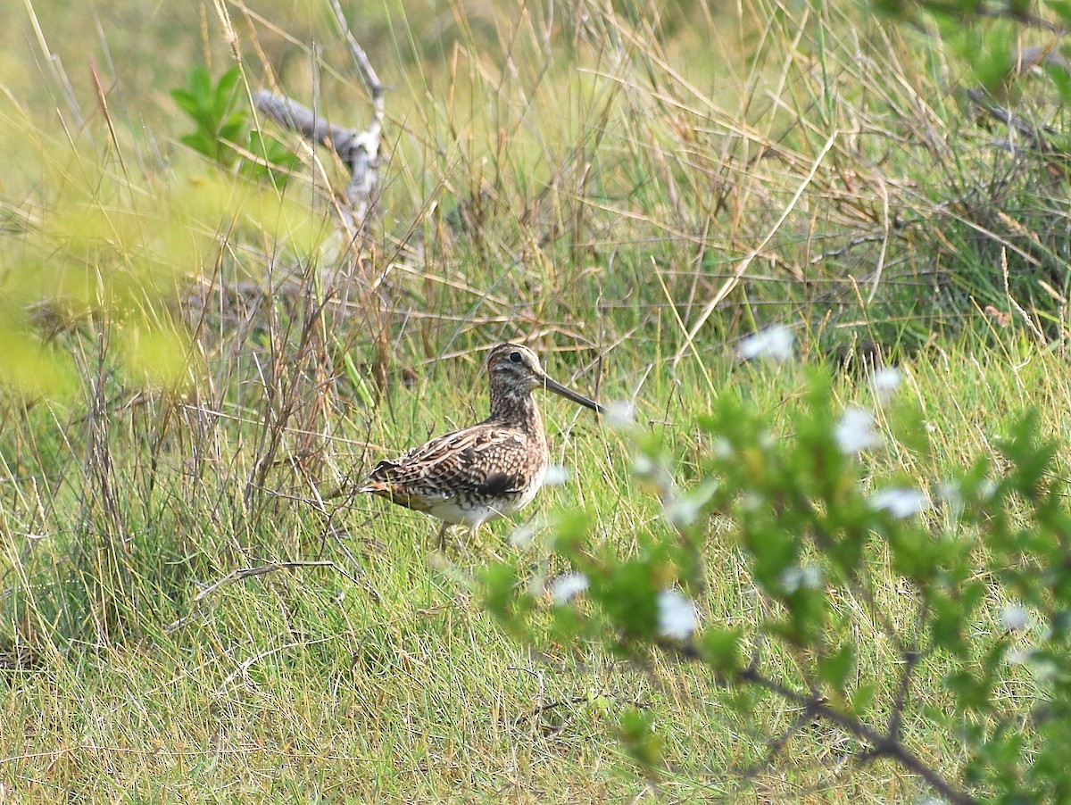 Pin-tailed Snipe - ML619016397