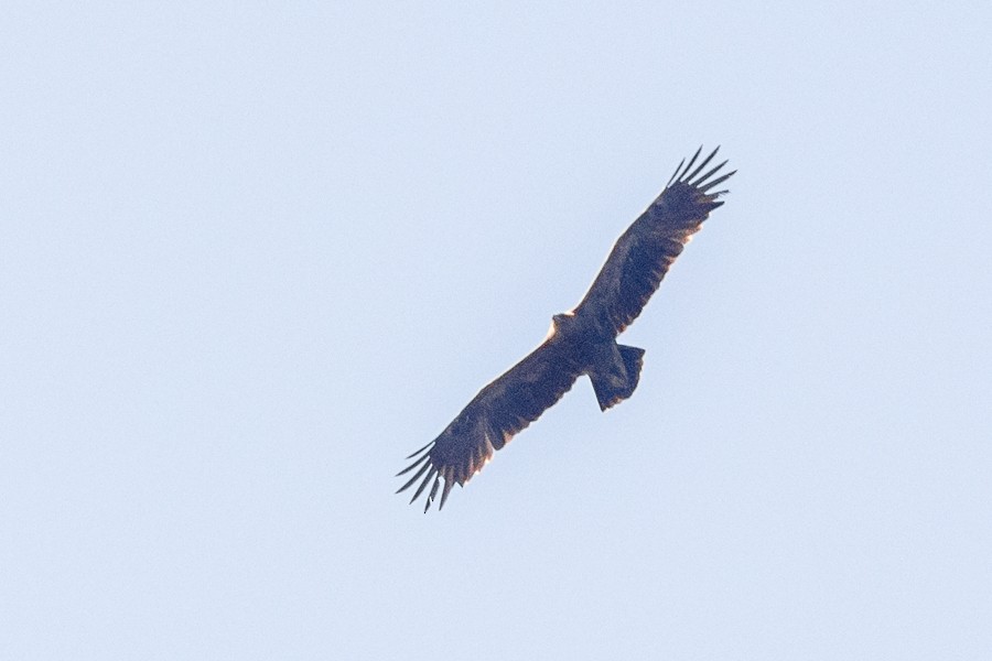 Lesser Spotted Eagle - Vladimir Belinskiy