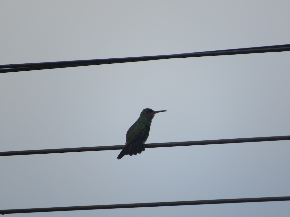 kolibřík zrcadlový - ML619016426