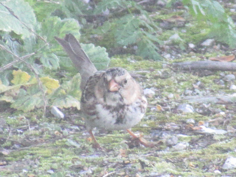 Harris's Sparrow - ML619016434