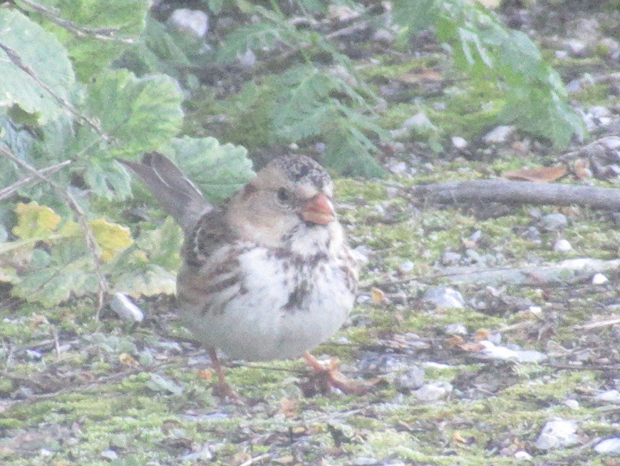 Harris's Sparrow - ML619016435