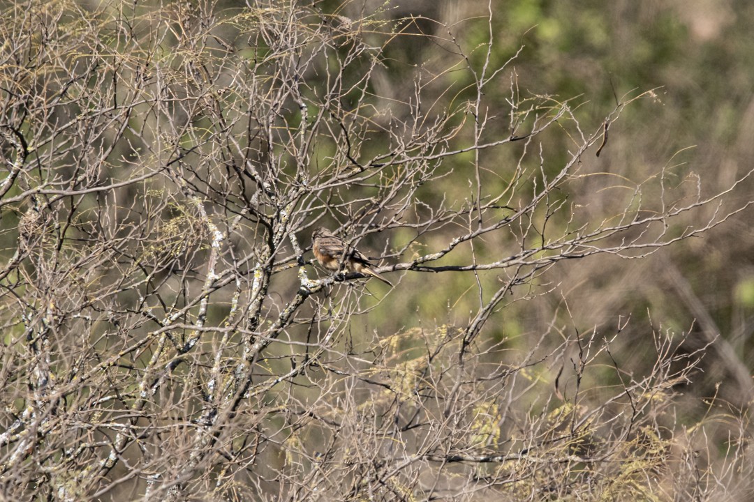 Streak-throated Bush-Tyrant - Mariana González