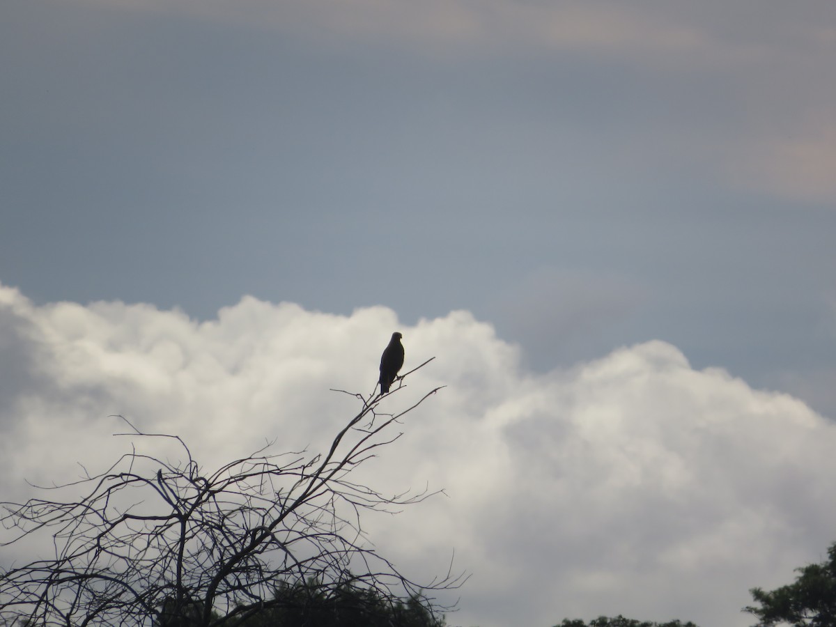 Savanna Hawk - Núcleo Palmero Aceites Morichal SAS